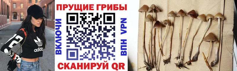 Купить  Любим  Псилоцибиновые грибы Magic Shrooms 